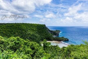 coastline with trees